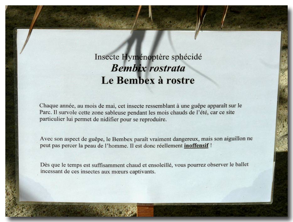 Paese che vai....Bembix rostrata (Crabronidae)